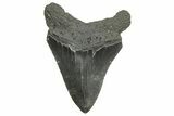 Fossil Megalodon Tooth - South Carolina #368411-1